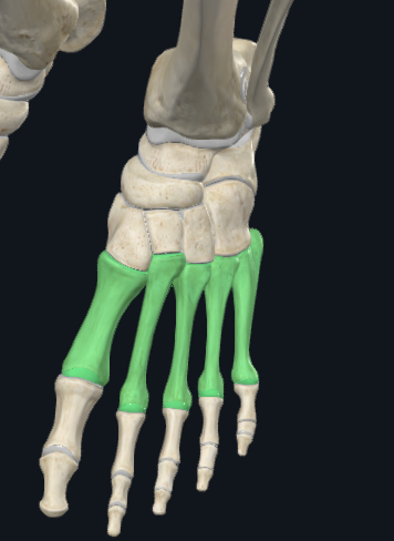 <p>What are these groups of bones called</p>