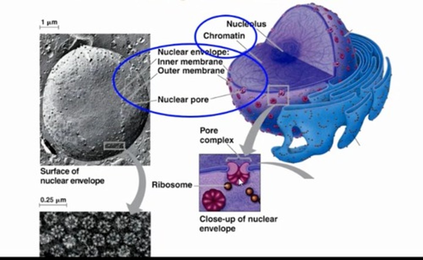 <p>a double membrane that surrounds the nucleus.</p>