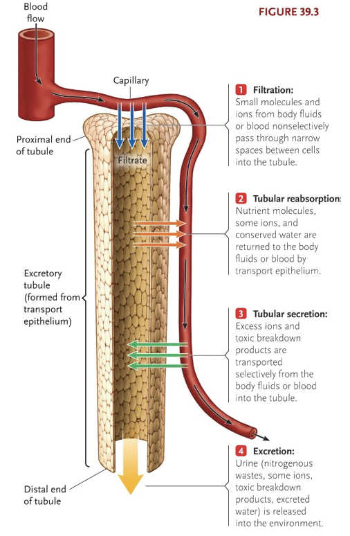 <ul><li><p>Diffusion into water (only in aquatic habitats)</p></li></ul><p></p><p>Actions of excretory tubule (liquid waste):</p><ul><li><p>Filtration (non-selective): Small molecules &amp; ions from body fluids or blood nonselectively pass through narrow spaces between cells into the tubule (hydrostatic pressure)</p><p></p></li><li><p>Secretion (selective): Excess ions &amp; toxic breakdown products are transported selectively from the body fluids or blood into the tubule (move ions to extracellular fluid)</p><p></p></li><li><p>Reabsorption (selective): Nutrient molecules, some ions, and conserved water are returned to the body fluids or blood by transport equilibrium (only certain ions move)</p></li></ul><p></p>