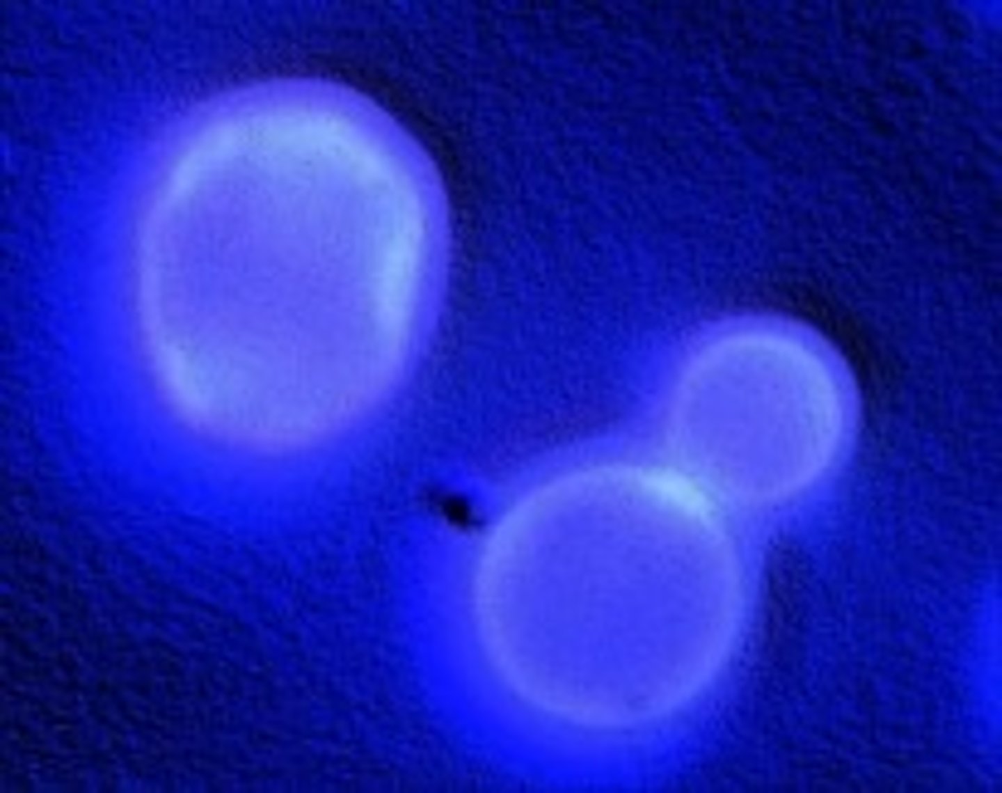 <p>bigger than bacteria and large</p>