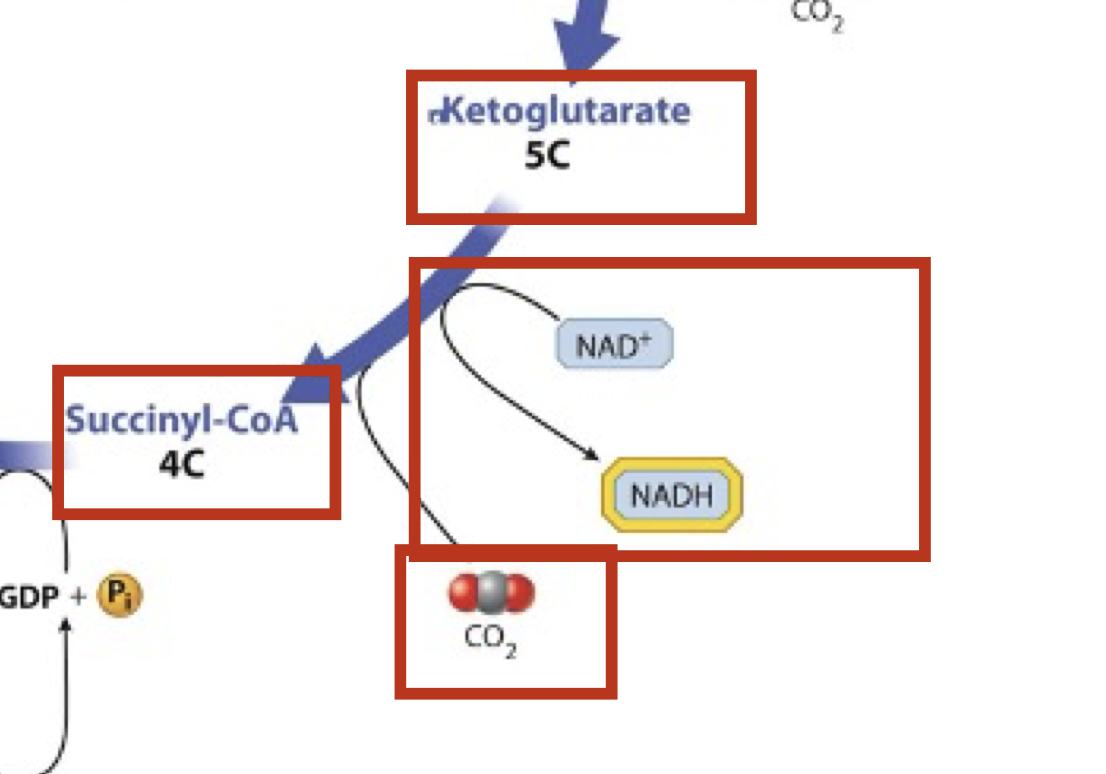 <p>5 carbon molecule converted to 4 carbon molecule; CO2 is lost (one carbon); NADH electron carrier produced; CoA reintroduced</p>