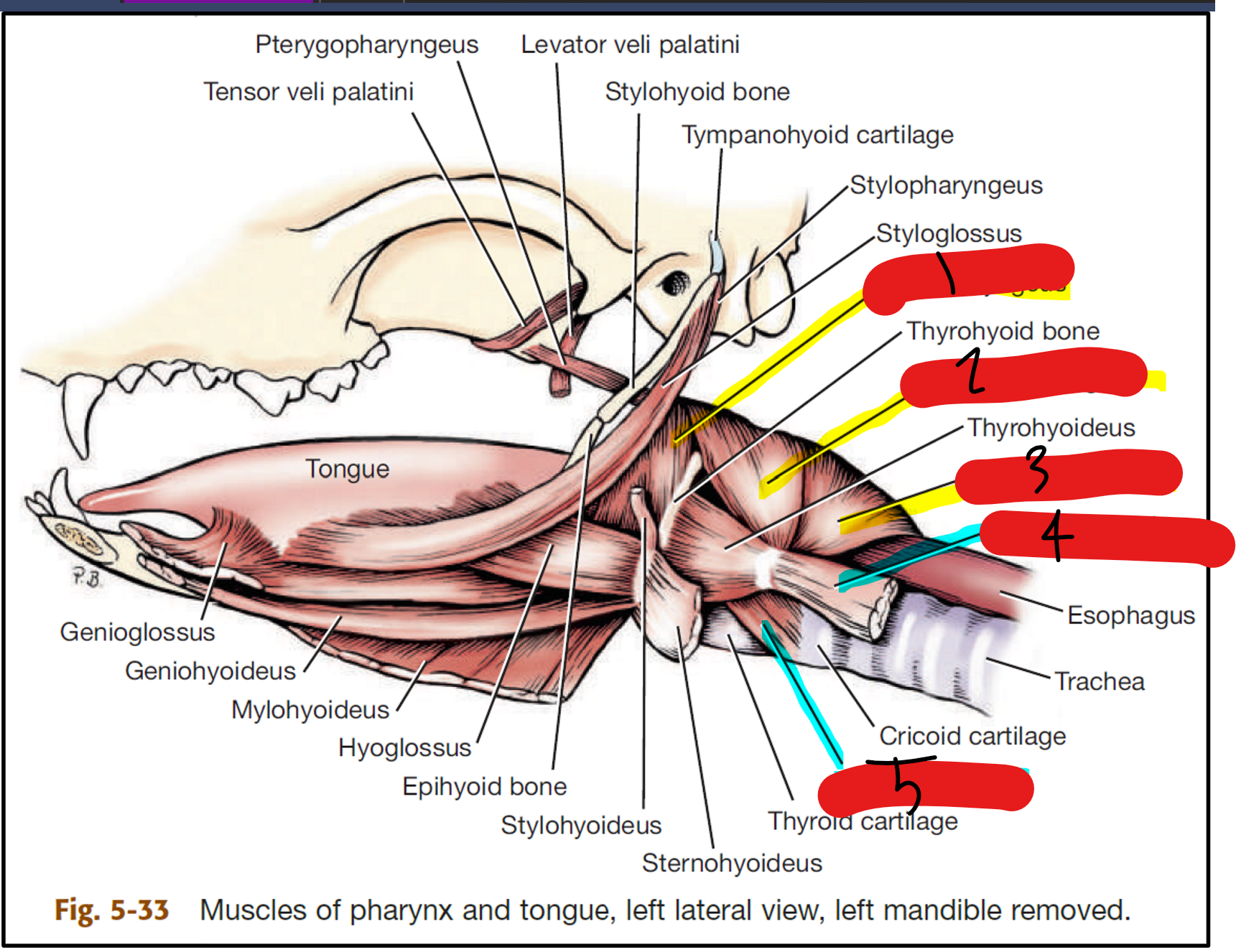 <p>label the muscles of the pharynx/larynx</p>