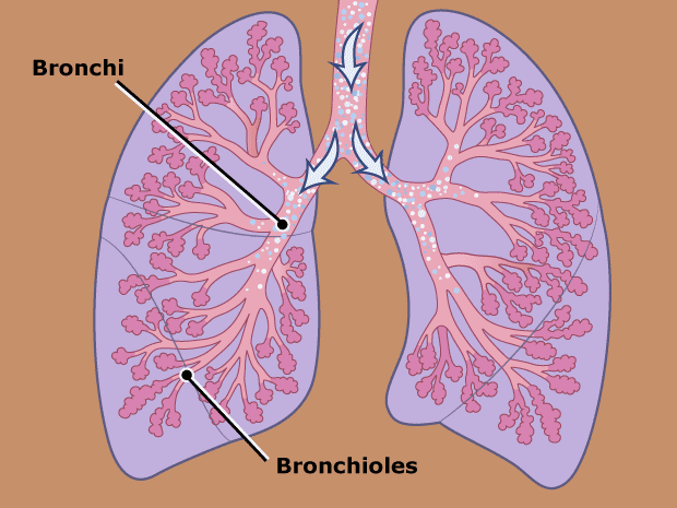 <p><em>(Structure of the Respiratory System) </em>Bronchus</p>