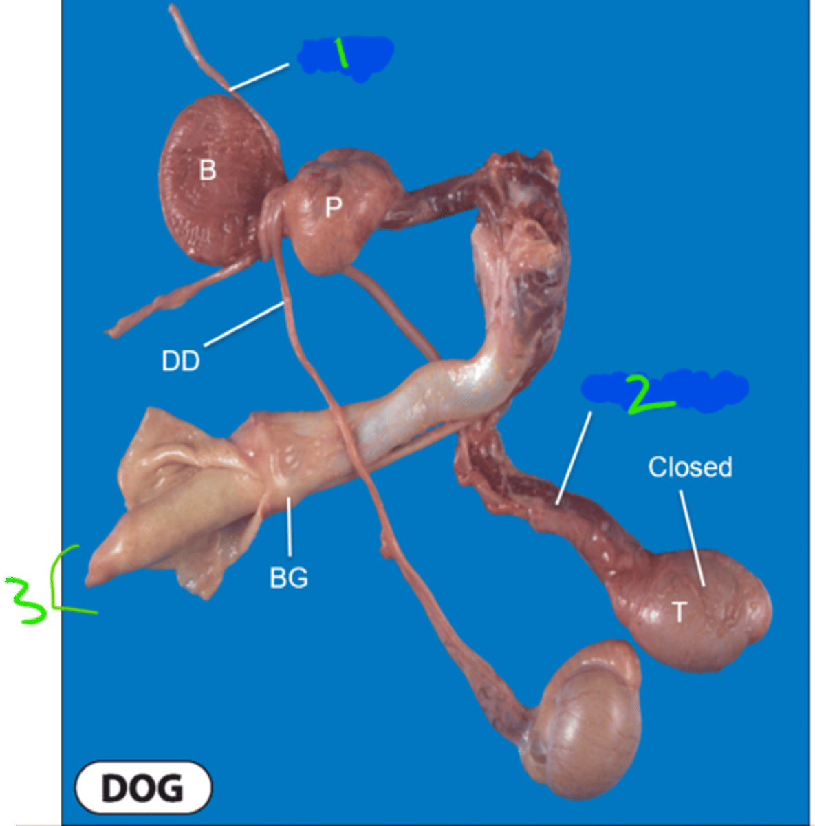 <p><strong>Dog Penis Anatomy</strong></p><p>Name 1-3 and all other parts</p>