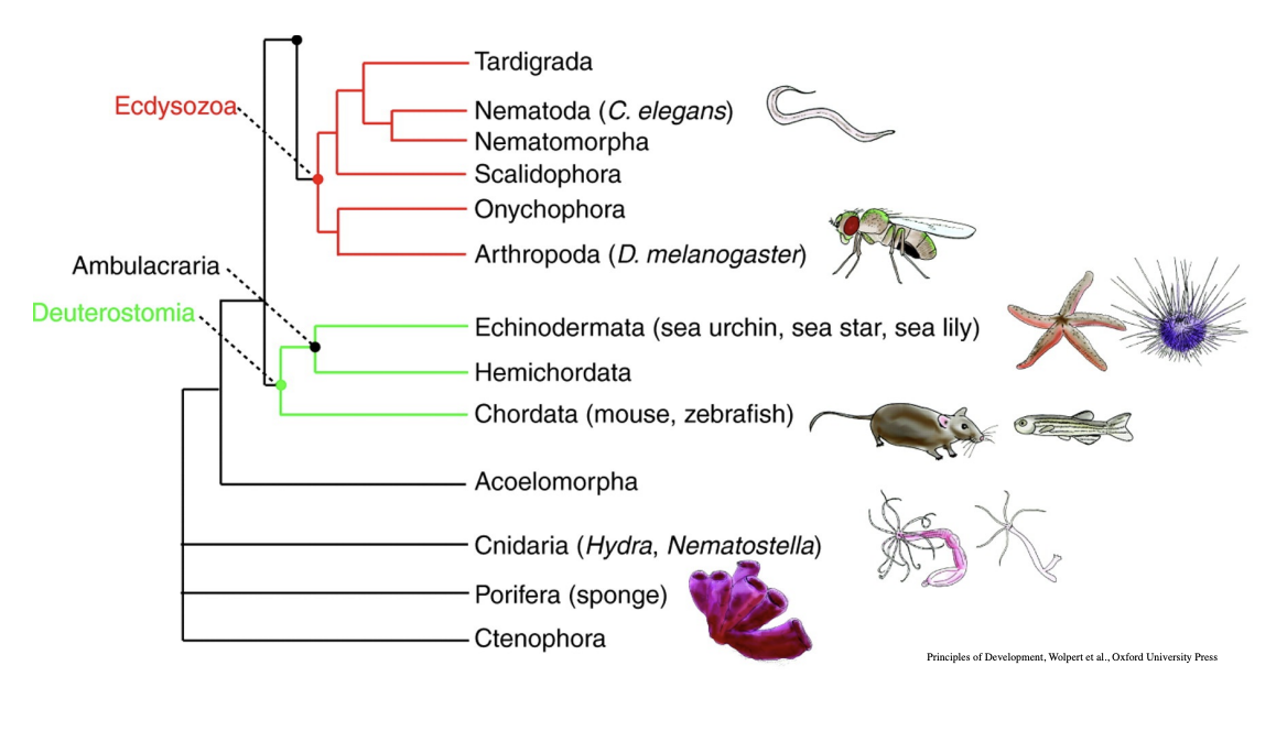 <p>Drosophila→ <strong>hegdeghog</strong></p><ul><li><p>mutant→ embryo has a prickly pattern on dentricles</p></li><li><p>encodes a diffusable signalling molcule needed for patterning the segment</p></li></ul><p>Vertebrate→ <strong>sonic hedgehog</strong></p><ul><li><p>homolgous gene</p></li><li><p>key  signalling molecules for vertebrate embryos</p><ul><li><p>e.g central nervous system </p></li><li><p>limbs</p></li></ul></li></ul><p></p>