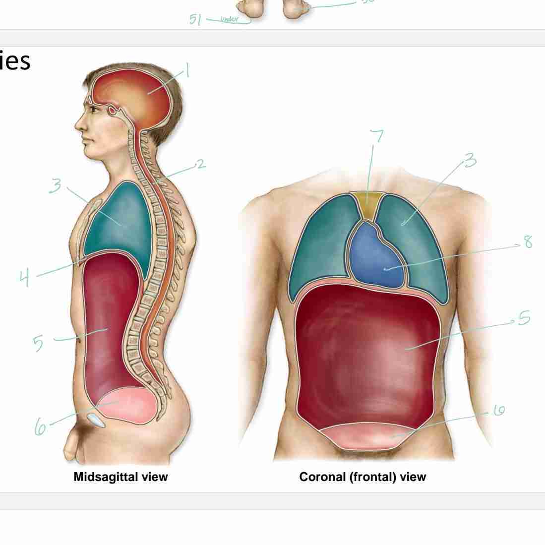 <p>1 - formed by cranium, houses the brain</p>