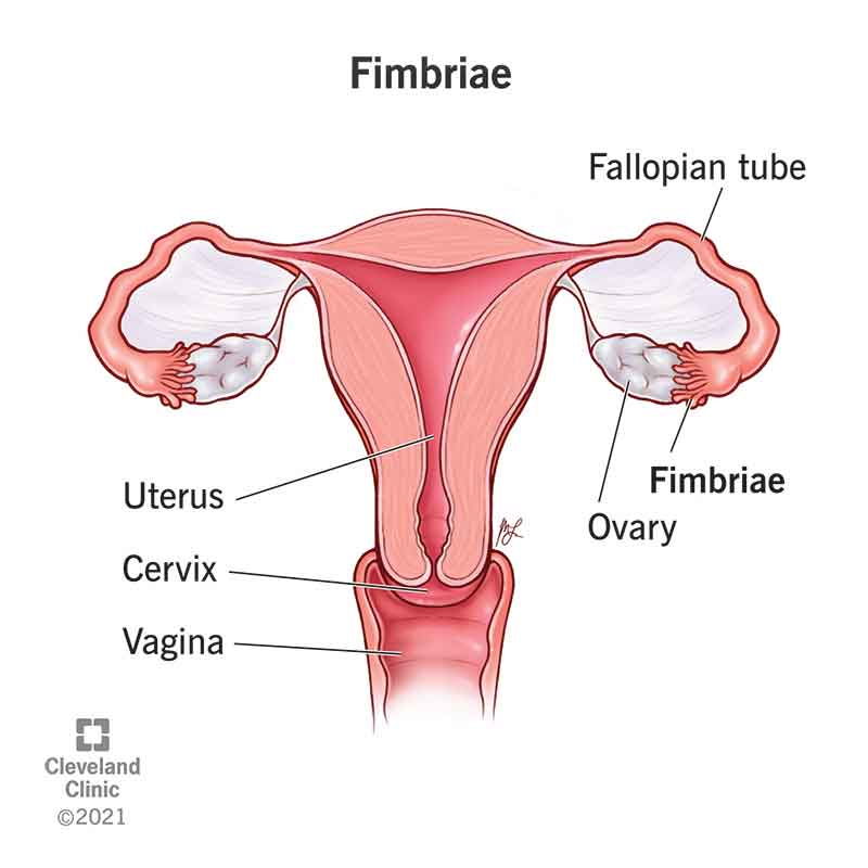 Fingerlike projections on the free ends of the fallopian tube that partially surround the ovaries 