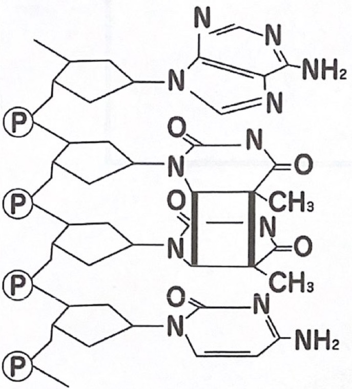 <p>692</p><p>Which disease is caused by the following changes in DNA?</p><p></p><p>a Familial adenomatous polyposis</p><p>b Xeroderma pigmentosum</p><p>c Sickle cell disease</p><p>d Neurofibromatosis</p><p>e Marfan syndrome</p>