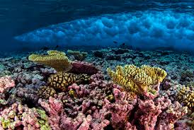 <p>an underwater ecosystem characterized by reef-building corals</p>