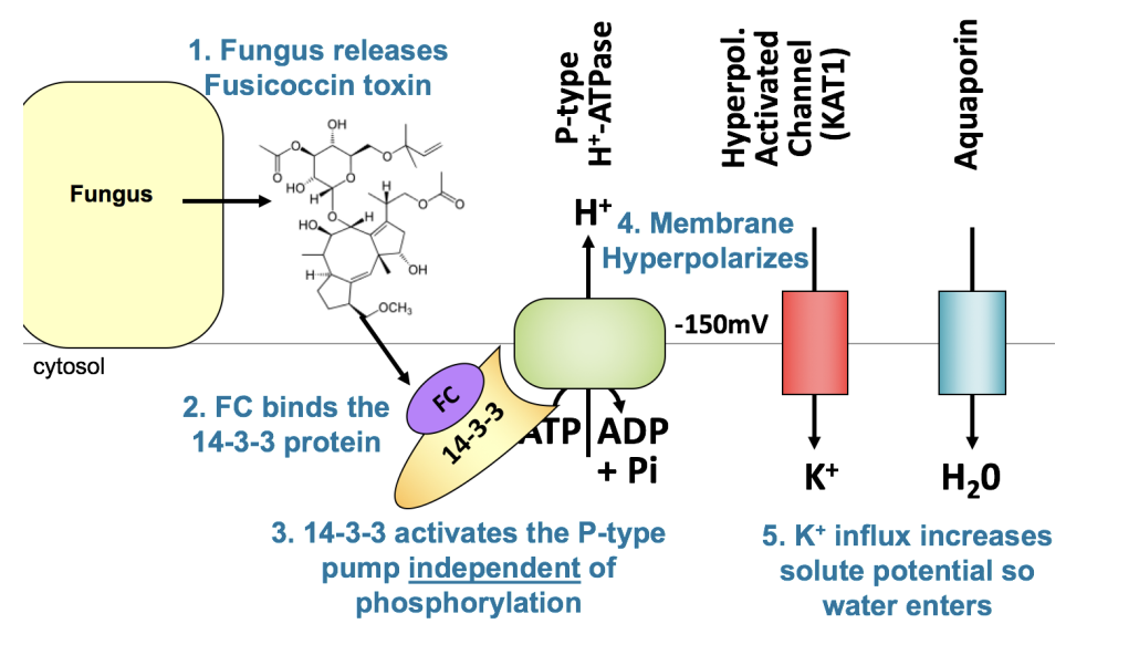 <p>e.g Fusicoccum</p><ol><li><p>produces toxin: <strong>fusicoccin</strong></p></li><li><p>activates P-type H+-ATPase</p></li><li><p>causes stomatal opening</p><ul><li><p>even when plant doesn’t want to</p></li></ul></li><li><p>Causes plant wilting</p></li></ol><p><em>opens them similar to blue light signalling through phototropin</em></p><p></p>