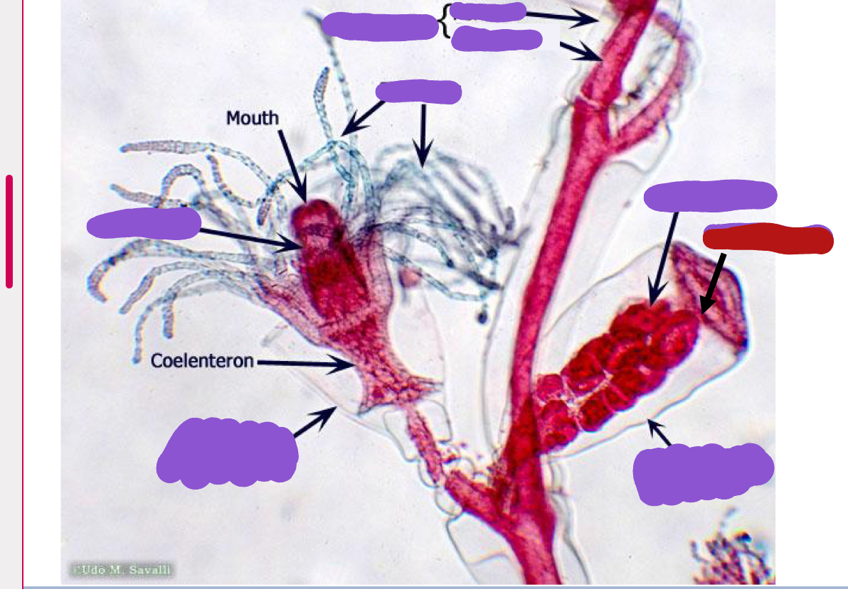 <p>Identify the red structure</p>