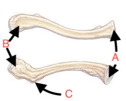 <p>Name this Bone</p>