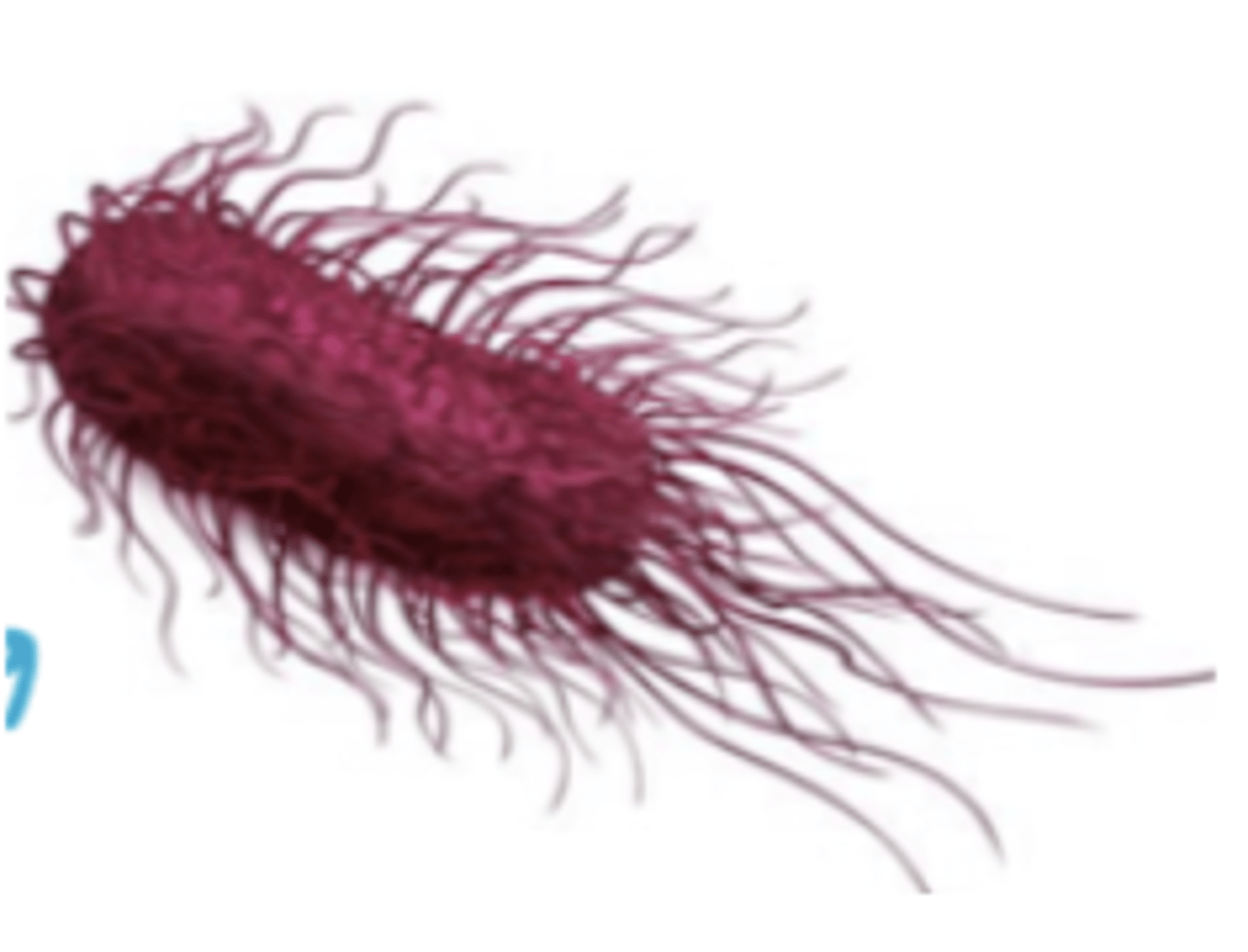 <p>family Enterobacteriaceae look like this. what shape and type of flagella do they have? </p>