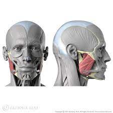 <p>muscle used for chewing/ side of the head</p>