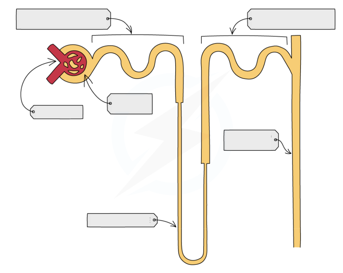 <p>Structure and function of a nephron</p>