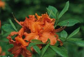 <p><span>Rhododendron Hybrid / Exbury Hybrid Azalea</span></p>