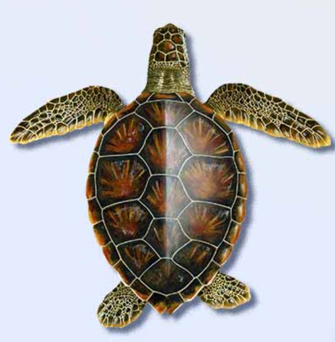 <p class="has-focus">Cheloniidae family</p><p class="has-focus">Their diet changes as they age, with hatchlings and juveniles eating a more carnivorous diet of invertebrates and other organisms before shifting to a largely plant-based (sea grass and algae) diet in adulthood.</p><p class="has-focus">large, hard-shelled animal with smooth, heart-shaped carapaces that range from light to dark brown or olive, while their undersides (plastron) are yellowish-white. Key identifiers include a relatively small head, serrated beak, and a single pair of prefrontal scales on their forehead, in addition to their paddle-like flippers</p>