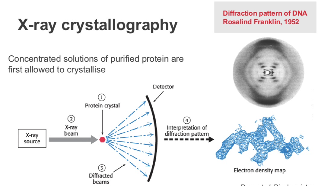 <p><span style="font-size: calc(var(--scale-factor)*18.02px);"><span>Concentrated solutions of purified protein are </span></span><span style="font-size: calc(var(--scale-factor)*18.05px);"><span>first allowed to crystallise  </span></span></p><p><span style="font-size: calc(var(--scale-factor)*18.05px);"><span>direct an x-ray beam to the crystals and the </span></span></p>