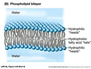 <p>the phospholipid bilayer </p>