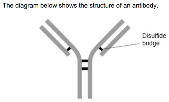 <p>A disulfide bridge is labelled in the diagram above. </p><p>What is the role of the disulfide bridge in forming the quaternary structure of an antibody? (1)</p>