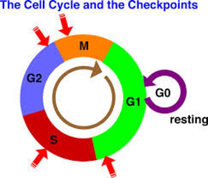 <p>a critical control point in the cell cycle where stop and go-ahead signals regulate the cycle</p>