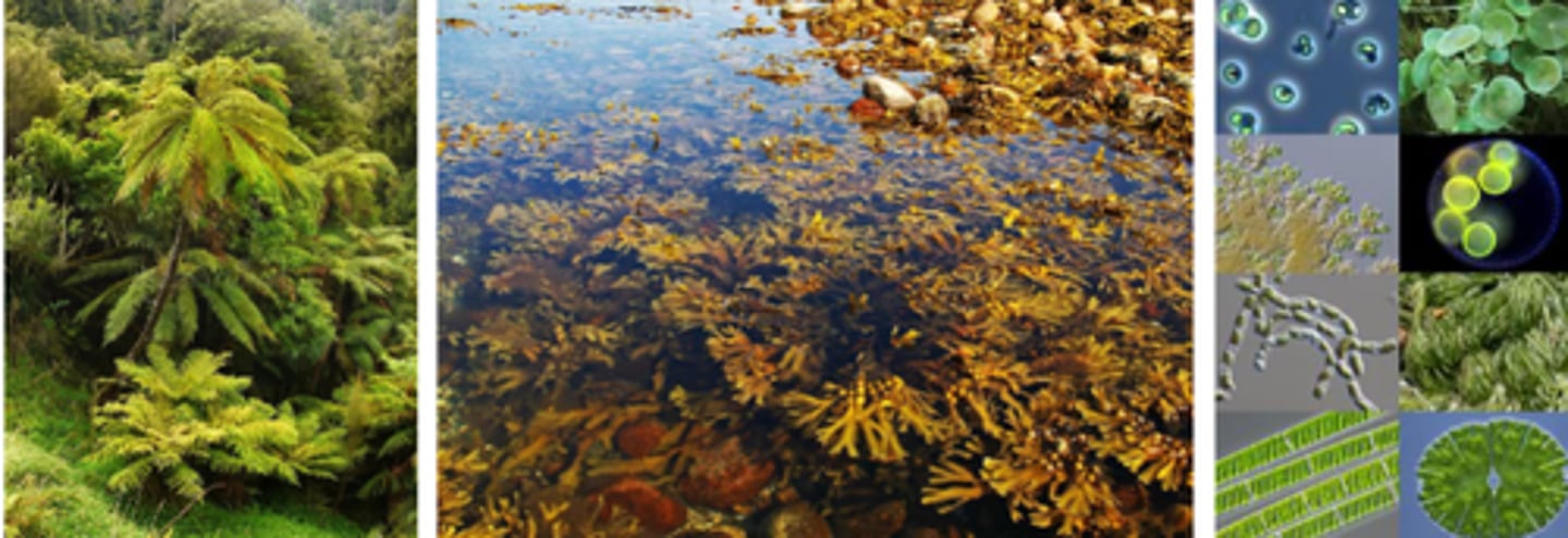<p>an organism that uses photosynthesis to convert solar energy into organic compounds or uses chemosynthesis to convert chemical energy into organic compounds</p>