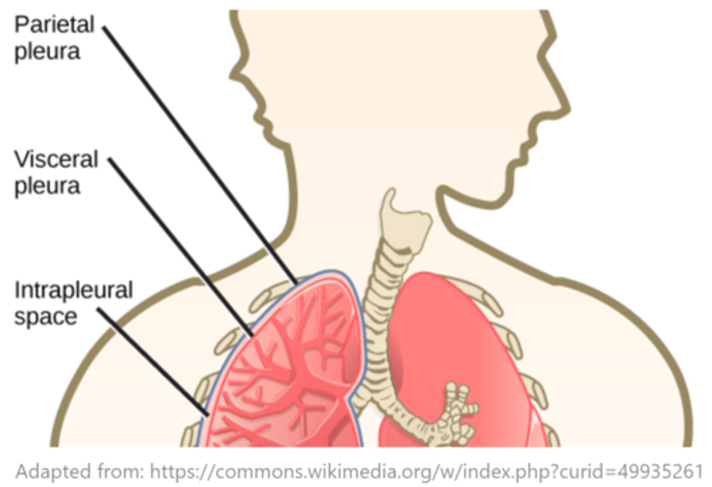 <p>pleural space</p><p>(intrapleural space)</p>
