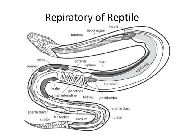 Lungs, trachea etc…