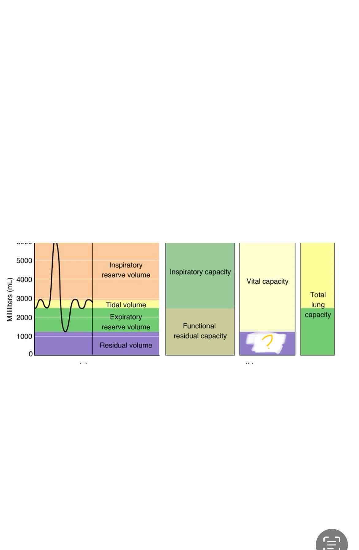 <p>Which lung capacity is highlighted</p>