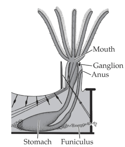 <p>Weak cephalization</p><p>cerebral ganlgion</p><p>circumoral nerve ring</p><p>nerves to viscera, muscles, tentacles</p>