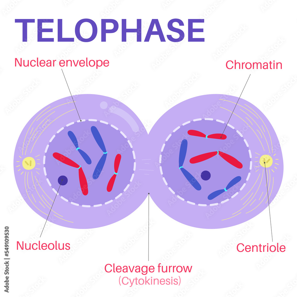 <p>what happens in telophase?</p>