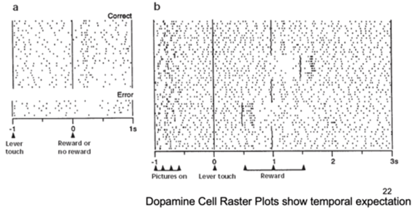 <p>there is a temporal (time) expectation<br>- time is learned as a part of the association between the CS and UCS<br>- no role of time in Rescorla-Wagner</p>