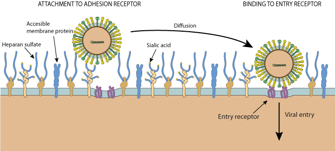 <p>Attachment points for the cytoskeleton and ECM. Stabilizing internal organelles and the cell. </p>