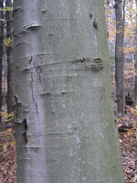 <p>American beech, Fagus grandifolia, Fagaceae</p>
