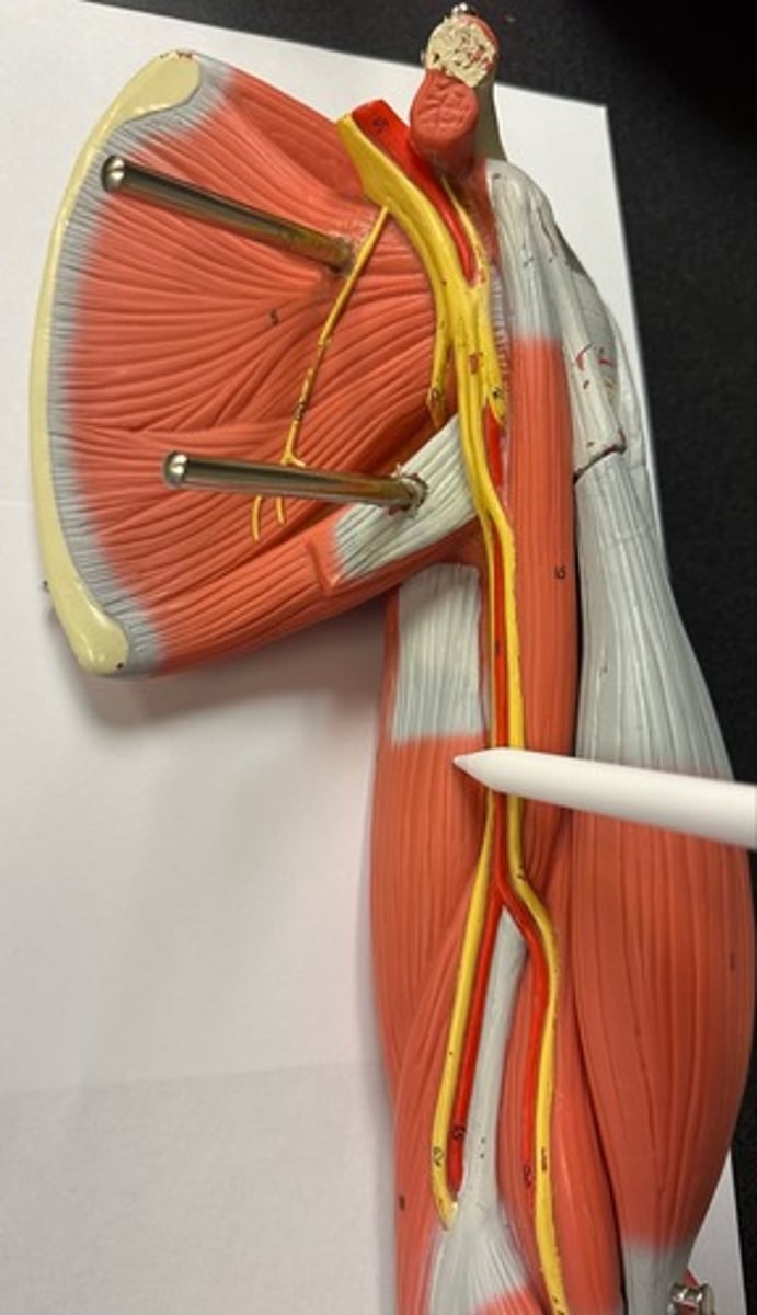 <p>What are the (2) attachments of the Triceps Brachii (Medial Head)?</p>