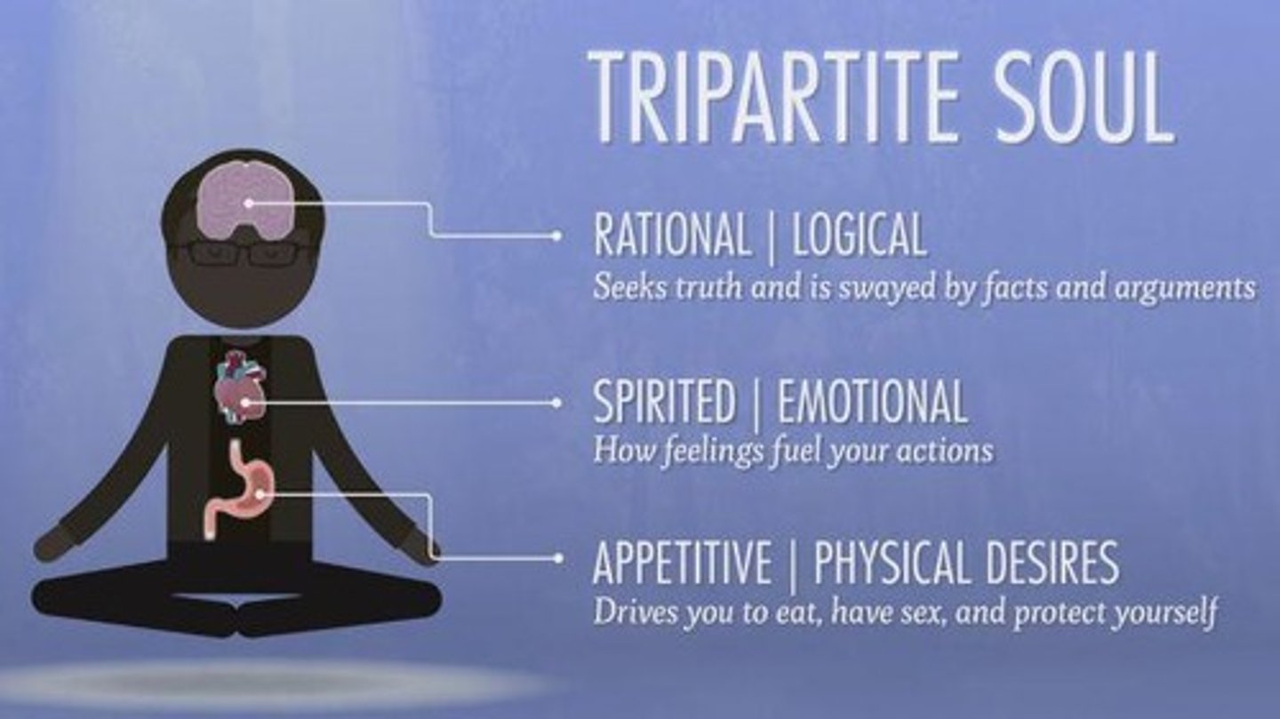 <p>- Rational part</p><p>- Spirited part (Thumos)</p><p>- Appetitive part</p><p>- GOVERENED BY REASON (charioteer)</p>