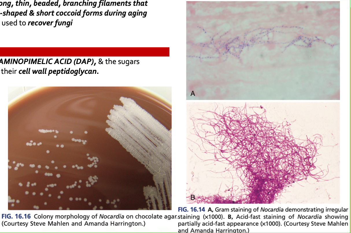 <p><em>Nocardia spp.</em></p>