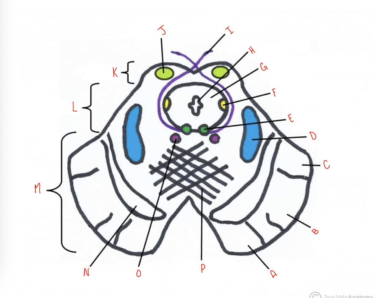 <p>What structure of the sliced inferior colliculus section of the midbrain is labeled O?</p>