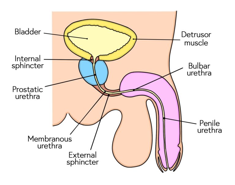 <p>Urethra: note the many regions--which region is a shared pathway for semen and urine?</p>