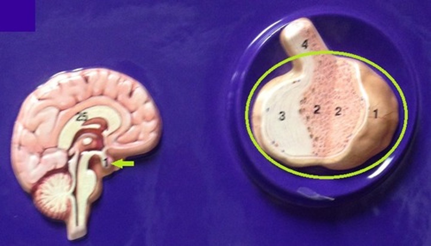 <p>Identify the gland.</p>