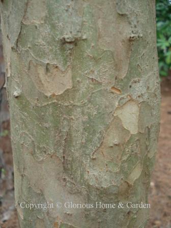 <p>parsley hawthorn, Crataegus marshallii (Rosaceae)</p>