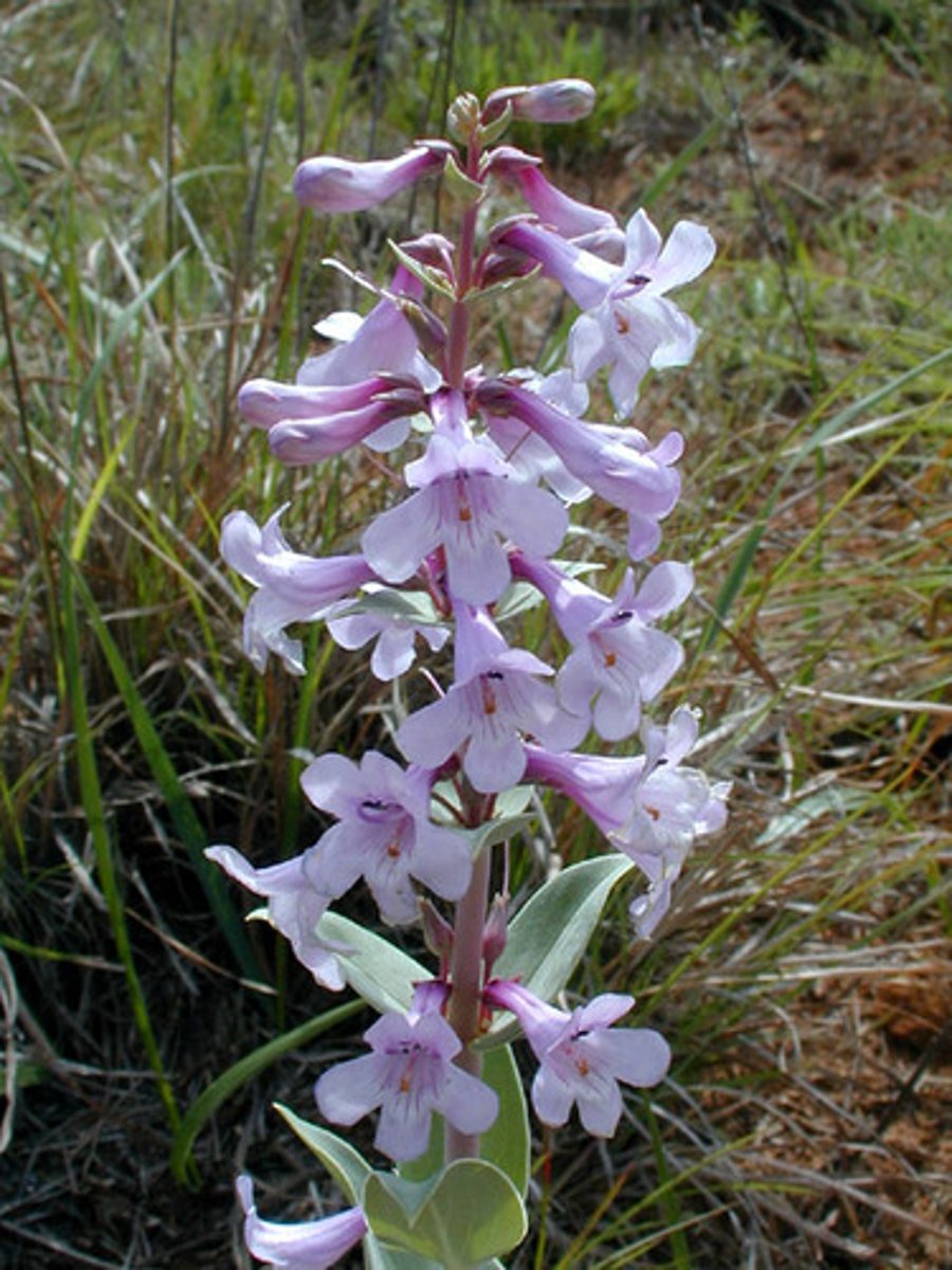 <p>(similar to mimulus)</p><p>Leaves: opp</p><p>Flowers: bilat, sterile filaments w hairs</p><p>Arid habitat</p><p>Fruit: capsule</p>