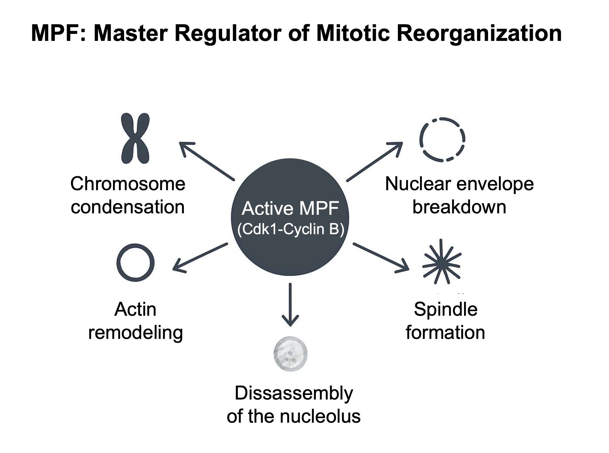 <ol><li><p>nuclear envelope breakdown</p></li><li><p>spindle formation </p></li><li><p>disassembly of the nucleus </p></li><li><p>chromosomes condensation </p></li><li><p>actin remodelling</p></li></ol><p></p>