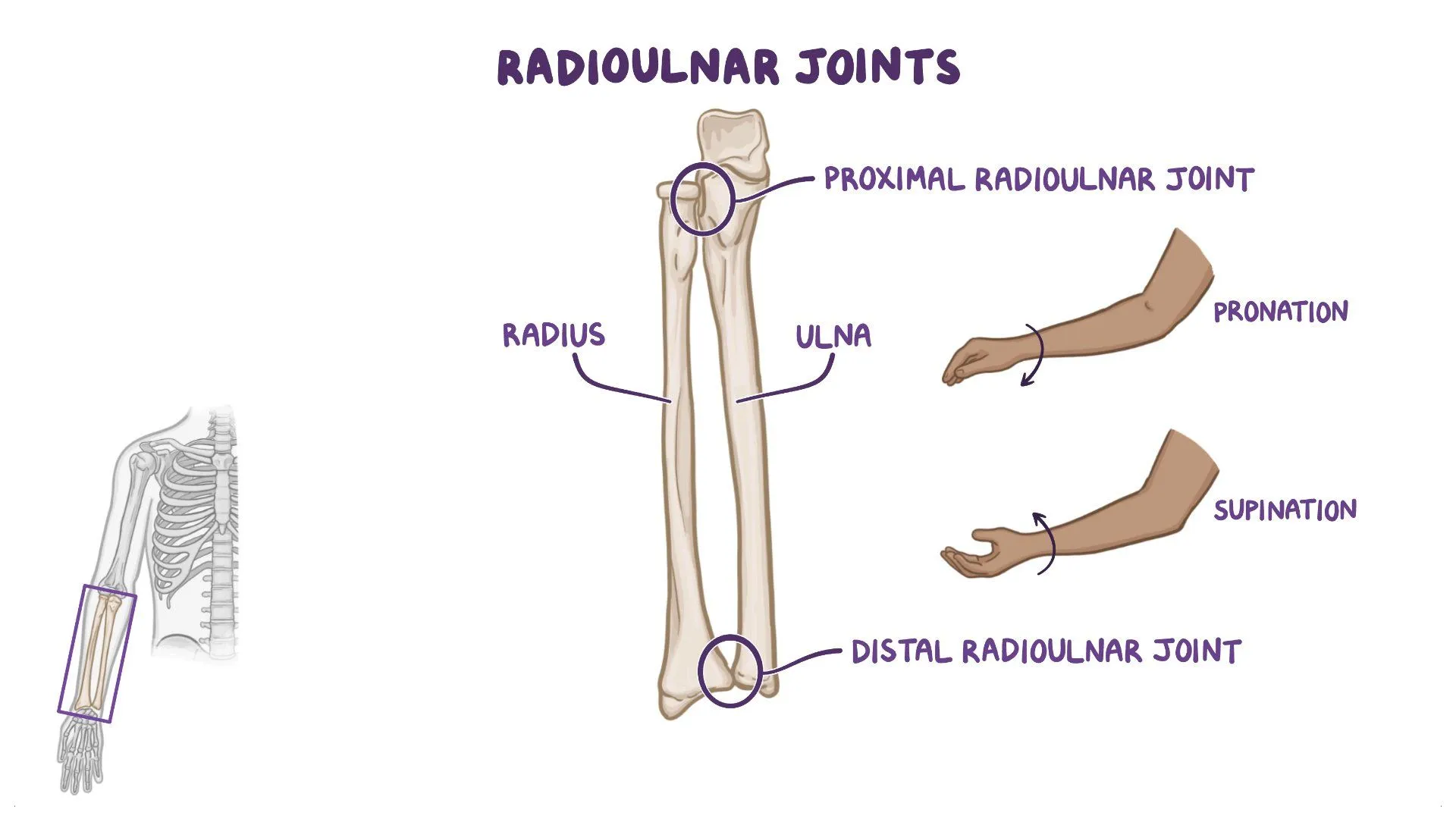 <p>In the <em>Radioulnar </em>joint, during pronation, the concave <strong>radial head </strong>glides in the ________ direction as the roll on the convex ulna.</p>