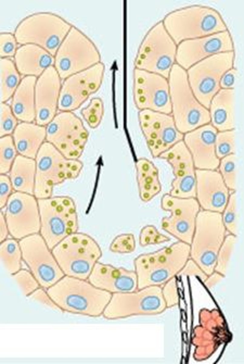 <p>pinch off a portion of their cell bodies during secretion; mammary glands</p>