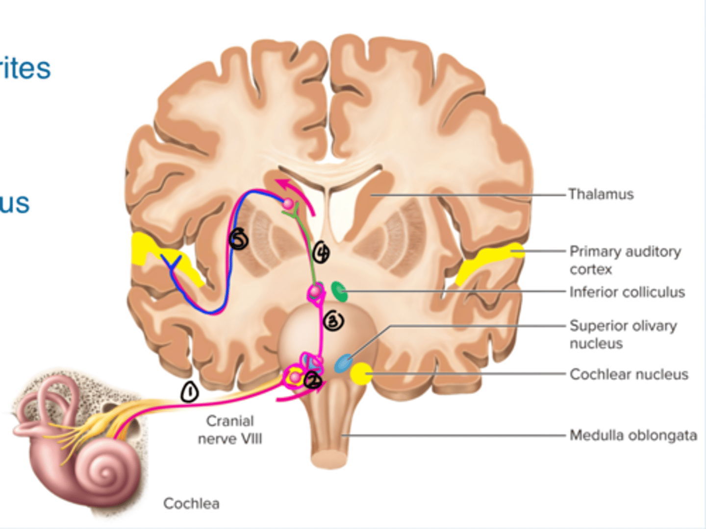 <p>1. Axons enter cochlear nucleus of the medulla</p><p>2.Superior Oliver's complex</p><p>3.Lateral Lemniscus</p><p>4.Inferior colliculi</p><p>5.Medial geniculate nucleus of the thalamus</p><p>5.Primary auditory cortex</p><p>6.Auditory association cortex</p>