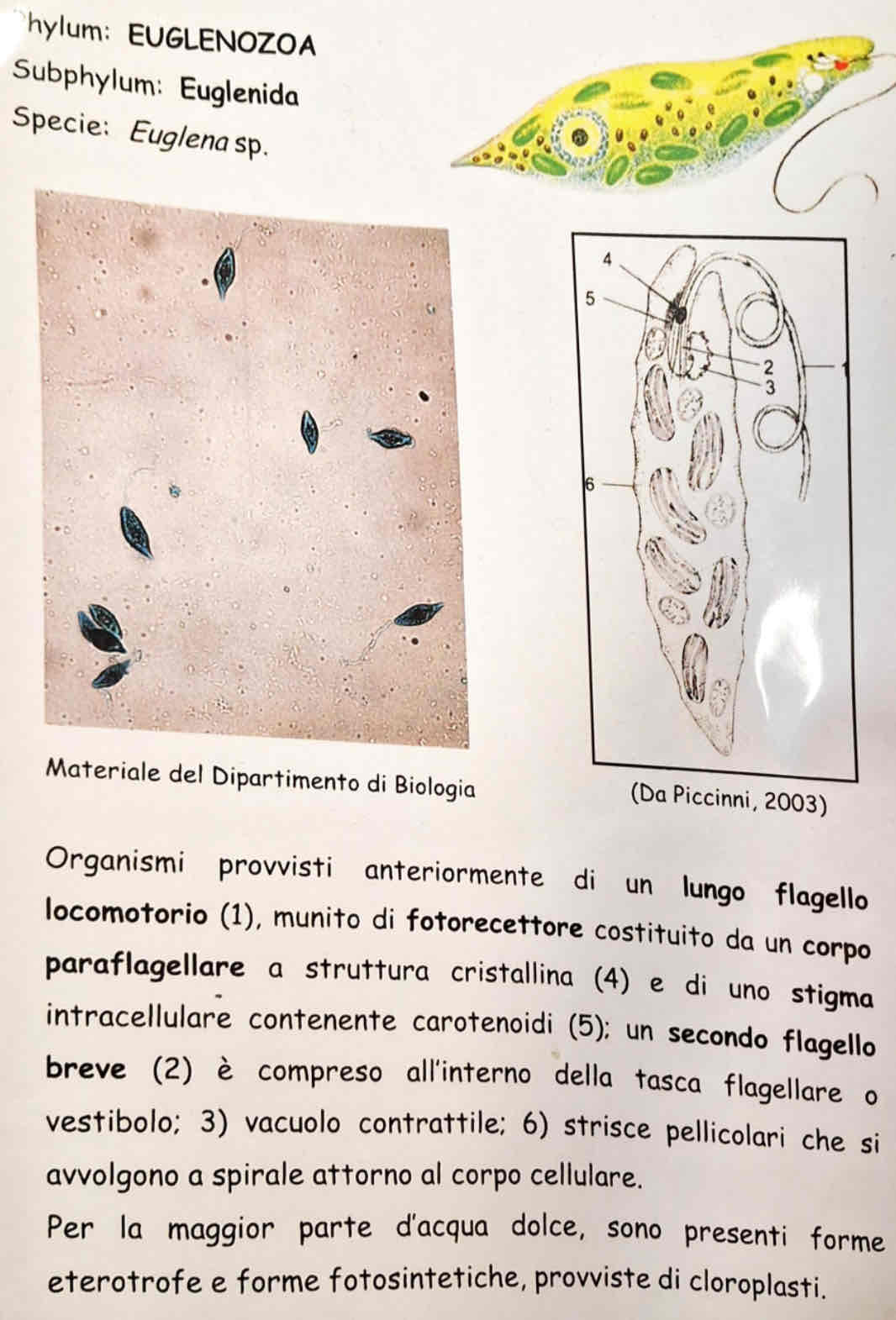 <p><em>Euglena sp.</em></p>