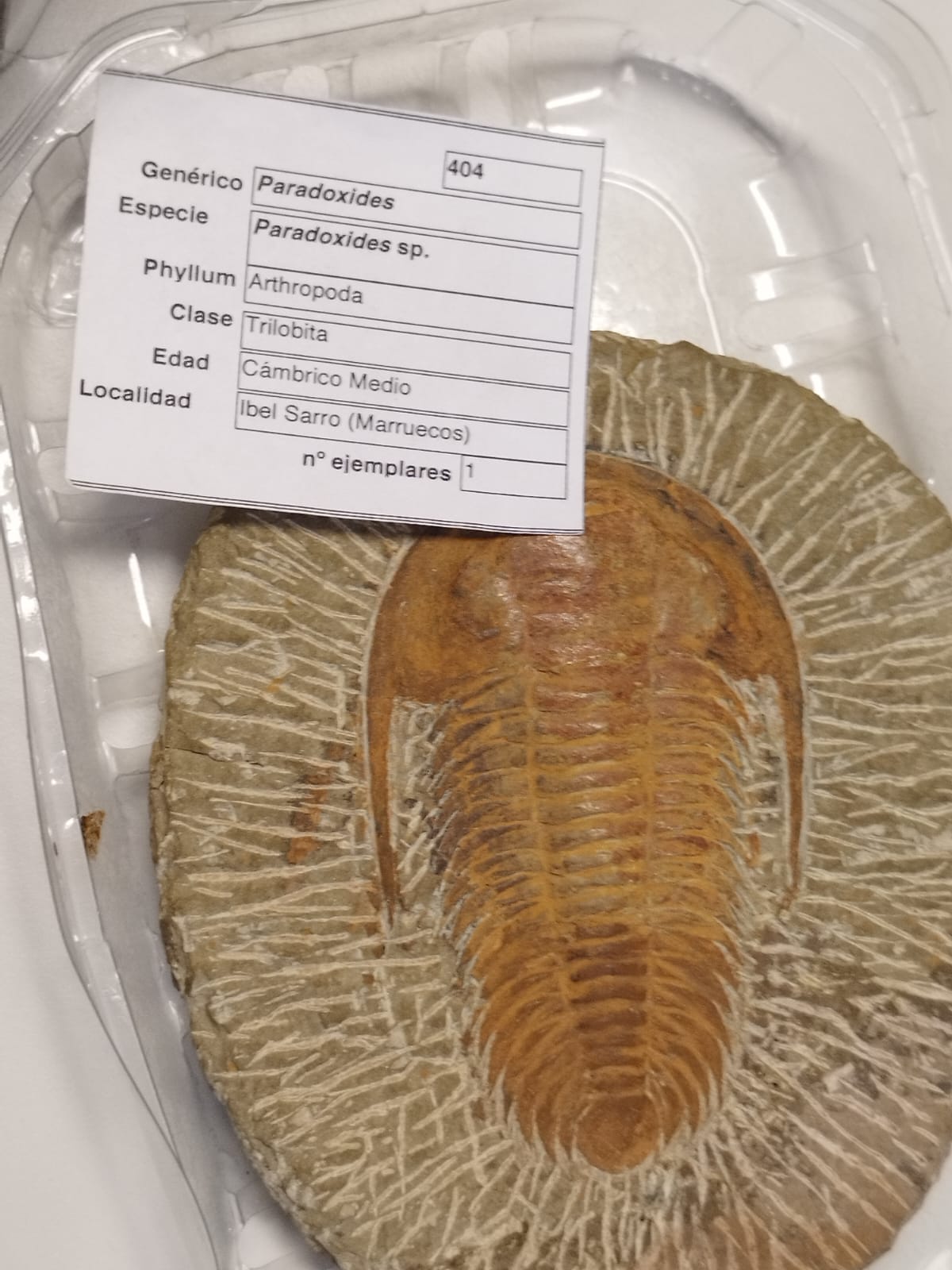 <p>Trilobites</p>
