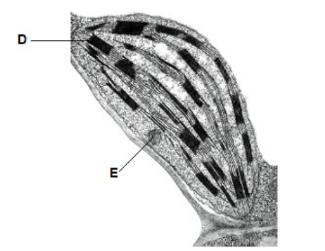 <p>The detail shown in the diagram above would not be seen using an optical microscope. Explain why.<strong>&nbsp;(2)&nbsp;</strong></p>