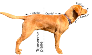 <p>the plane that divides the body into cranial and caudal parts</p>